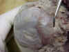 brainexposed.jpg (25085 bytes)