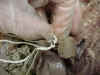 umbilicalvein.jpg (35337 bytes)