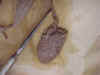 ureter.jpg (28221 bytes)